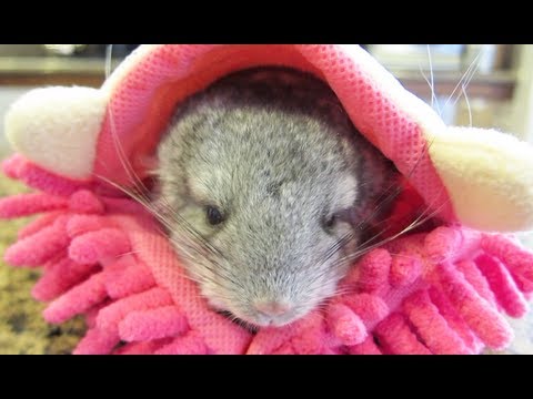 Watch 'A Chinchilla's New Home'