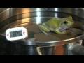 Amphibians in hot water?