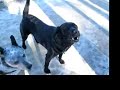 Toby's Dog Wheelchair