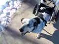 Toby's Dog Wheelchair