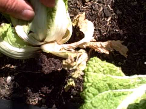 how to harvest napa cabbage