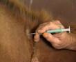 microchip destron em cavalos
