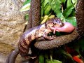 pink tongue skinks