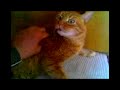 I Miei Gatti Ripetutamente