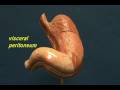 Stomach Model - Regions & Muscle Layers