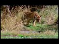 Tiger killing Crocodile