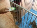 feeding tigers in Sriracha Tiger Zoo, Thailand