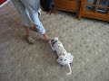 The amazing Louie Dog