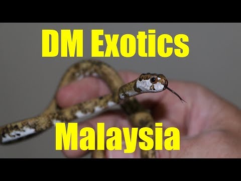 YouTube reptile video