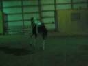 green horse learning to jump