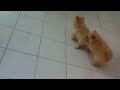 CUTEST pomeranian puppies CUTEST pomeranian puppies