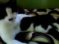 videos de Figaro