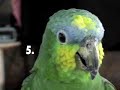 Parrots in Canaries (album demo)