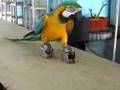 Parrots in Canaries (album demo) - PEPE ARTIGAS