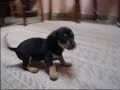 teckel puppies