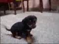 Salchicha video