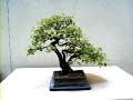 Bonsai Trees - Stunning Examples