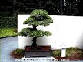 Bonsai Trees - Stunning Examples