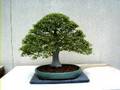 Bonsai Trees - Stunning Examples