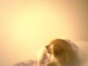 Buster the Basset Hound