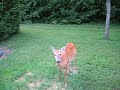 Wildlife at Home