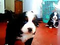 Boyeros de Berna, los de la Mara, cachorros de un mes!! Boyeros de Berna, los de la Mara, cachorros de un mes!!