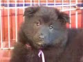 puppy Belgian sheperd  Pastor Belga Groenendael