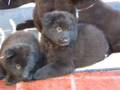 puppy Belgian sheperd Pastor Belga Groenendael