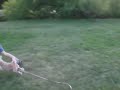 Attack of the Wild Dog