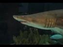 visitando el zool�gico (acuatico)