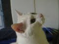 Talking Cat Talking Cat