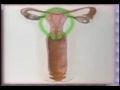 aparato reproductor femenino