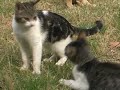 La lotta dei gattini