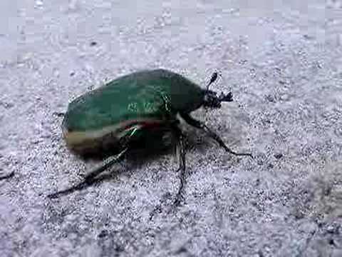 beetle