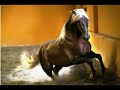 rancho jimenez  en  sicab 2007 