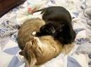 3CoolKats Episode 5, Battle Foreplay