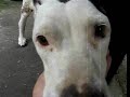 Video de mi perra laika