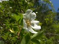 Cherokee Rose