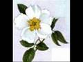 Cherokee Rose