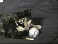 kitty can`t stop lovin you