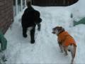 videos de ANGUS THE BULLDOG AND ZION THE NEWFOUNDLAND