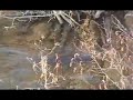 A Beaver in Salmon Brook