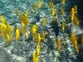 videos de Yellow tanks