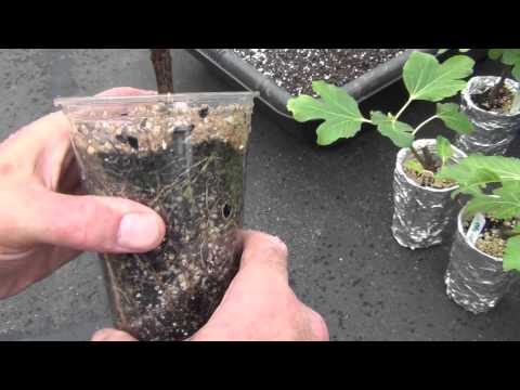 how to replant fig tree