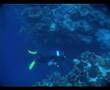 Blue Hole Dahab Bottom