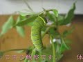 アオスジアゲハがサナギになる瞬間