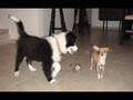 Aitana, Border Collie en sus 3 meses y medio