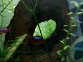 Checkerboard cichlid, Gold Fish, Corydoras Catfish, Cardinal