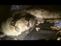 Boa Constrictor Imperator shedding Boa Constrictor Imperator shedding