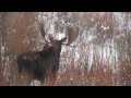 Bull Moose in the willows